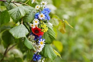 Närbild på färgglada blommor